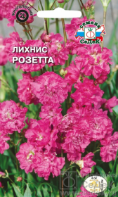 Лихнис сверкающий Розетта (СеДеК)