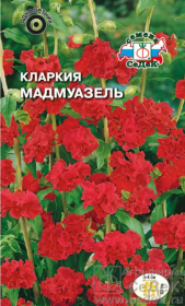 Кларкия Мадмуазель (СеДеК)