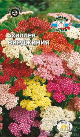 Ахиллея садовая (тысячелистник) Вирджиния (СеДеК)